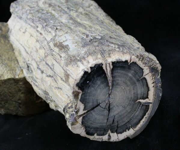 Polished Blue Forest Petrified Wood Limb ( oz) #28345